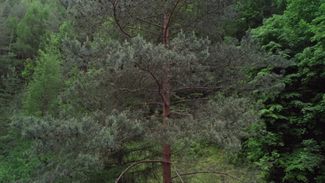 Imágenes-Aéreas-De-Un-Ejemplar-Joven-Y-Alto-De-Pinus-Sylvestris-Durante-El-Período-De-Vegetación-Al-Pie-De-Las-Montañas-En-Un-Bosque-Mixto-Durante-El-Tiempo-Nublado-Con-El-Comienzo-De-La-Lluvia.