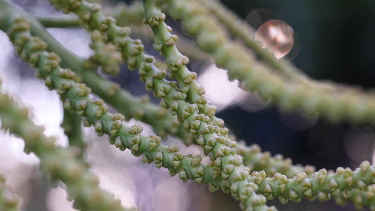 초록색 식물 가지 를 따라 움직이는 비방울