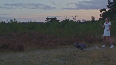 Young-woman-standing-in-heather-field-with-her-dog-and-throwing-ball