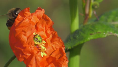 La-Abeja-De-Primer-Plano-Aterriza-En-La-Flor-De-Amapola-Roja,-Cámara-Lenta,-Naturaleza-Macro.