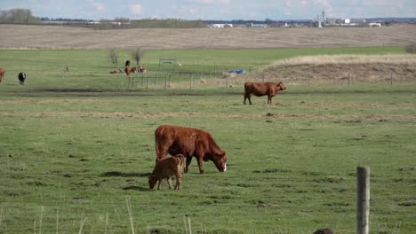 Slow-motion-shot-of-cows-grazing-in-Alberta,-Canada