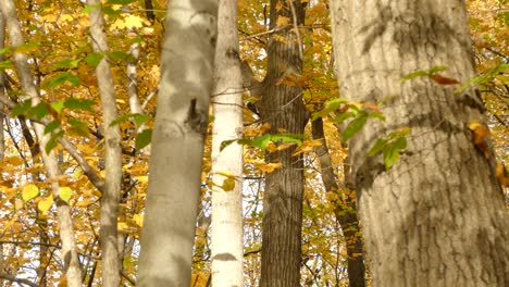 Pileated-woodpecker-climbing-up-trunk-from-tree-amidst-autumn-colored-forest