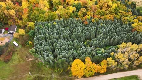 Un-Manojo-De-Pinos-Acurrucados-Entre-Hojas-Cambiantes