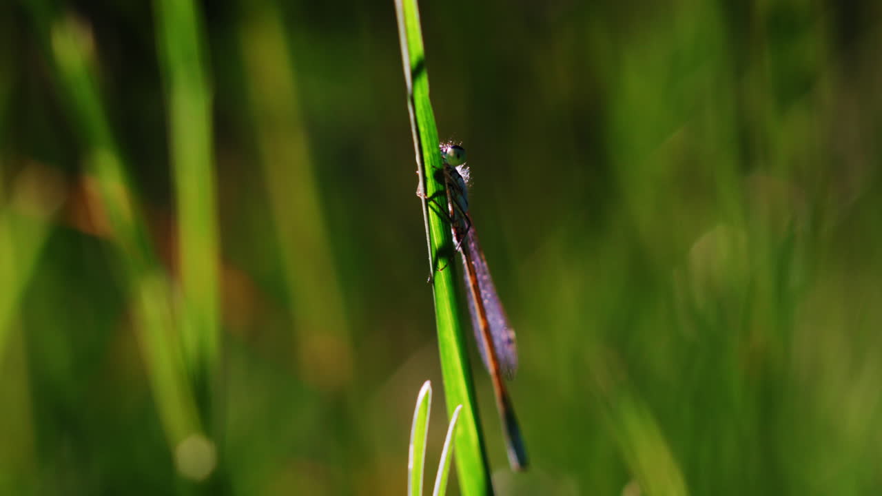 작은 생명체는 에메랄드색의 잔디 ⁇ 에 앉아 있고, 복잡한 곤충의 일에 종사하면서 푸른  ⁇ 을 우아하게  ⁇ 고 있습니다.