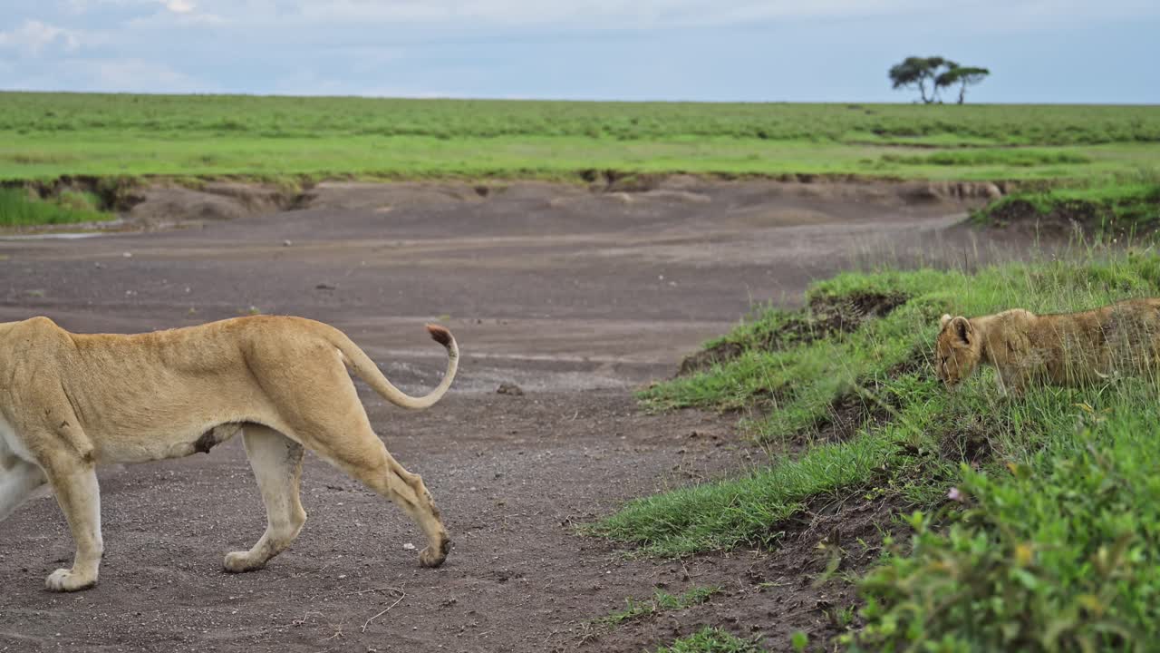 Lion Cubs Following Mother Lion in Africa, Pride of Lions and Lioness Walking in Tanzania in Serengeti in Africa, Wide Angle Shot in African Landscape Scenery of Dry Riverbed River Bed