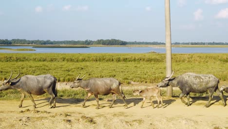 A-group-of-buffalo-walking-along-a-dusty-path-through-grasslands