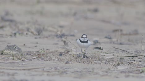 Little-ringed-plover-wader-bird-at-sea-shore-looking-for-food,-eating,-running