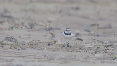 pequeño plover anillado pájaro nadador en la orilla del mar en busca de comida, comiendo, corriendo