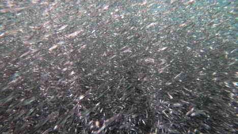 galapagos penguins hunt anchovies underwater in a huge bait ball 5