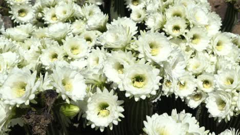 field of white flowers with flies and bees slow motion