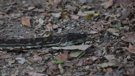 a python moves through leaf litter