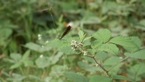 Green-Damselfy-on-leaf-in-a-branch-tip