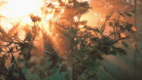 sunrays through the forest