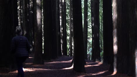 Niña-Caminando-En-El-Bosque-De-Goma-Roja-De-California