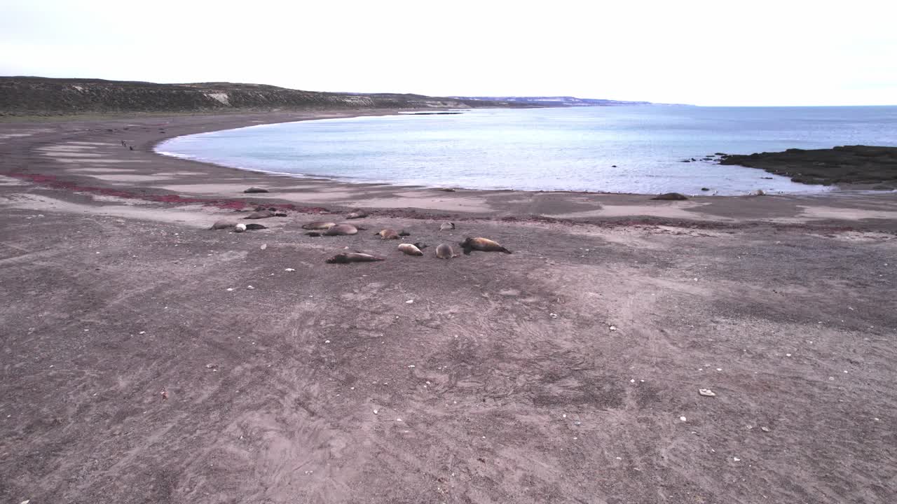 드론 은 아르헨티나 파타고니아 해안 의 해변 에서 잠을 자고 있는 코끼리 해파리 무리 에 접근 하고 있다
