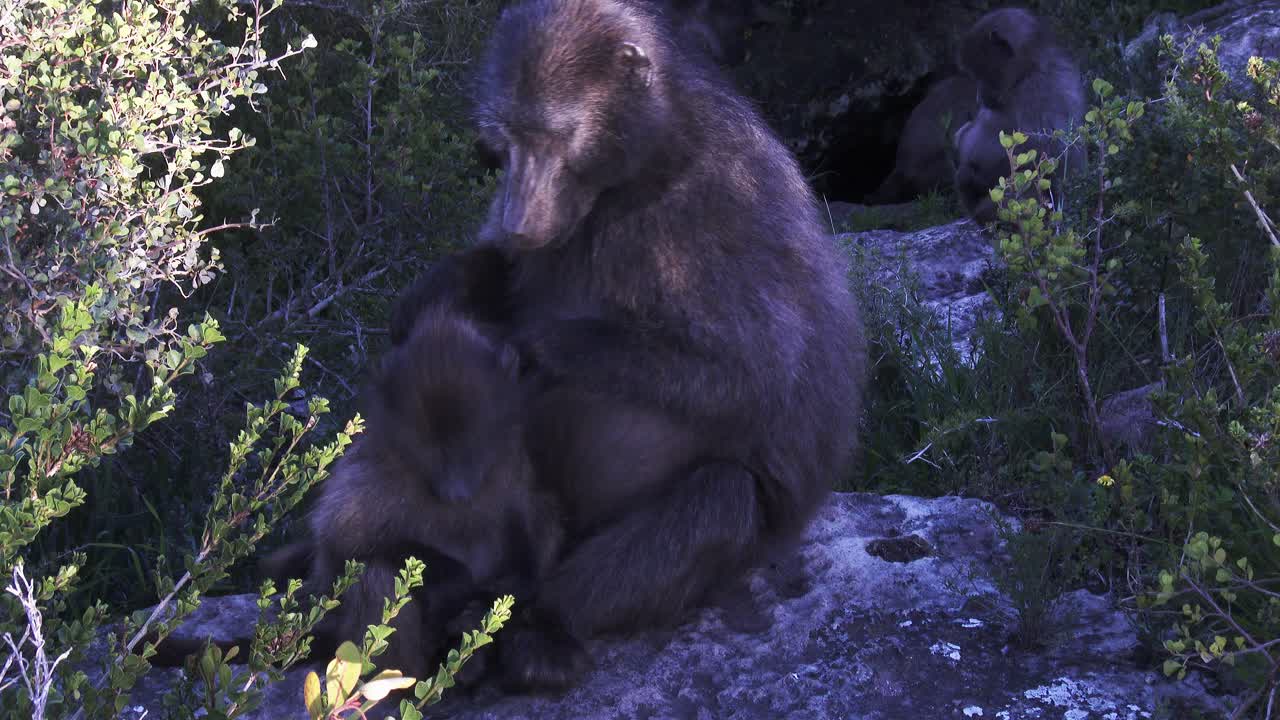un babuino chacma hembra con sus crías al amanecer