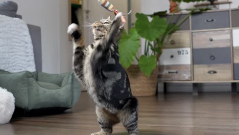 slow-motion shot of a young tabby playing with a toy, standing in his living room