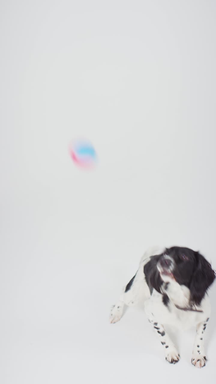 Vertical Shot of Dog Catching Ball 02