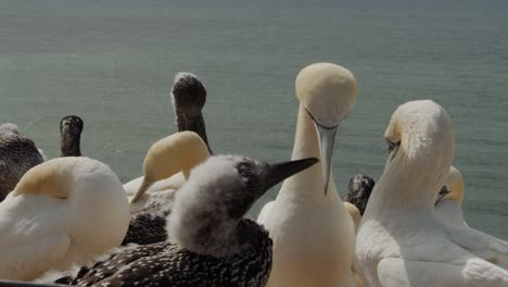 Flock-of-gannet-birds-enjoy-sunshine-on-island-coastline,-close-up-view