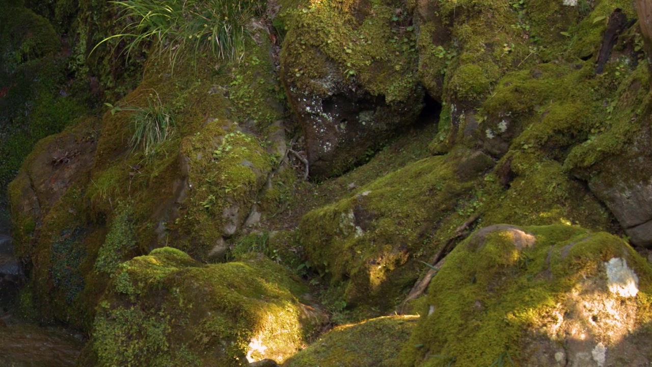 Inquadratura statica di muschio verde lussureggiante che copre grandi rocce in un sereno giardino tradizionale