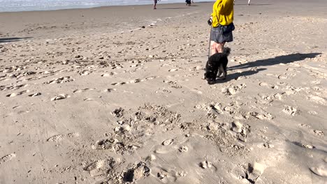 person walking dog along sandy shoreline