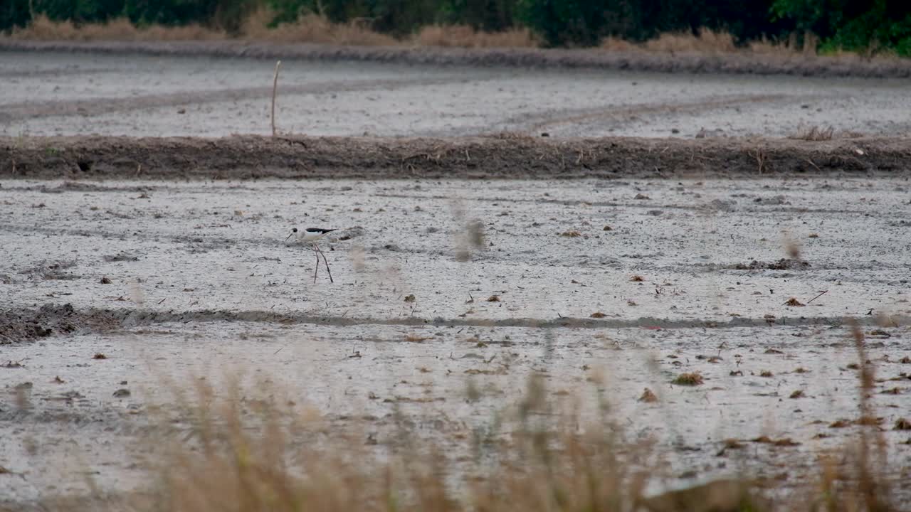 태국의 논에서 검은 날개 장다리 먹이 - 와이드 샷