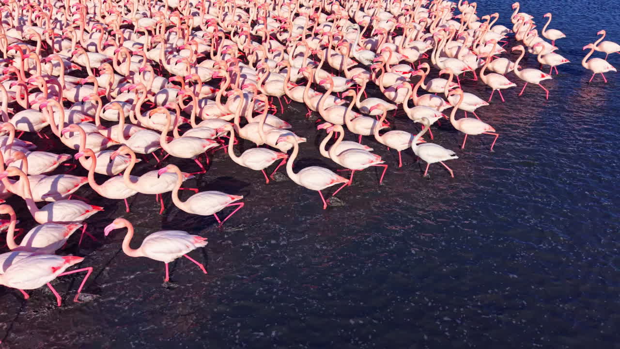 Troupeau de flamants roses éclatants pataugeant dans les eaux peu profondes au coucher du soleil dans un environnement de zone humide serein
