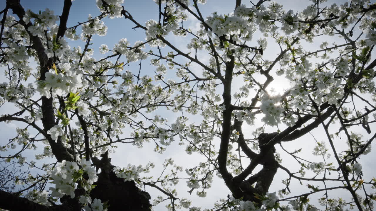 The sun shines through a cherry tree, creating a sun star. The Tree has attracted many bees and insects with its many blossoms.