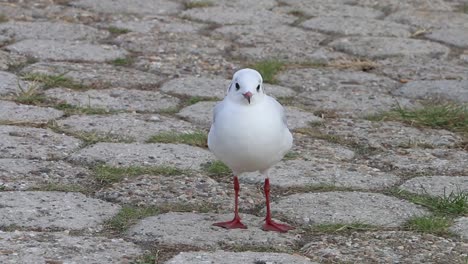 Black-Headed-Gull,-Chroicocephalus-ridibundus.-Showing-winter-plumage.-Netherlands