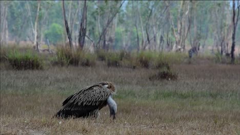 喜马拉雅高原 (himalayan gryphon vulture) 濒临灭绝,由于食物来源和<unk>息地丧失,