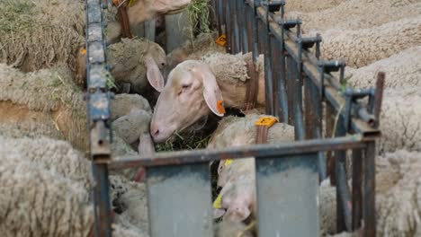 sheeps on a flock farm