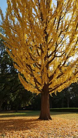 a low-angle shot of a ginkgo tree with vibrant yellow leaves under a clear sky, perfect