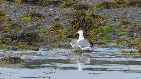 two seagulls interact and forage in shallow tidal water on a rocky, seaweed-strewn beach under natural daylight, with a steady camera perspective