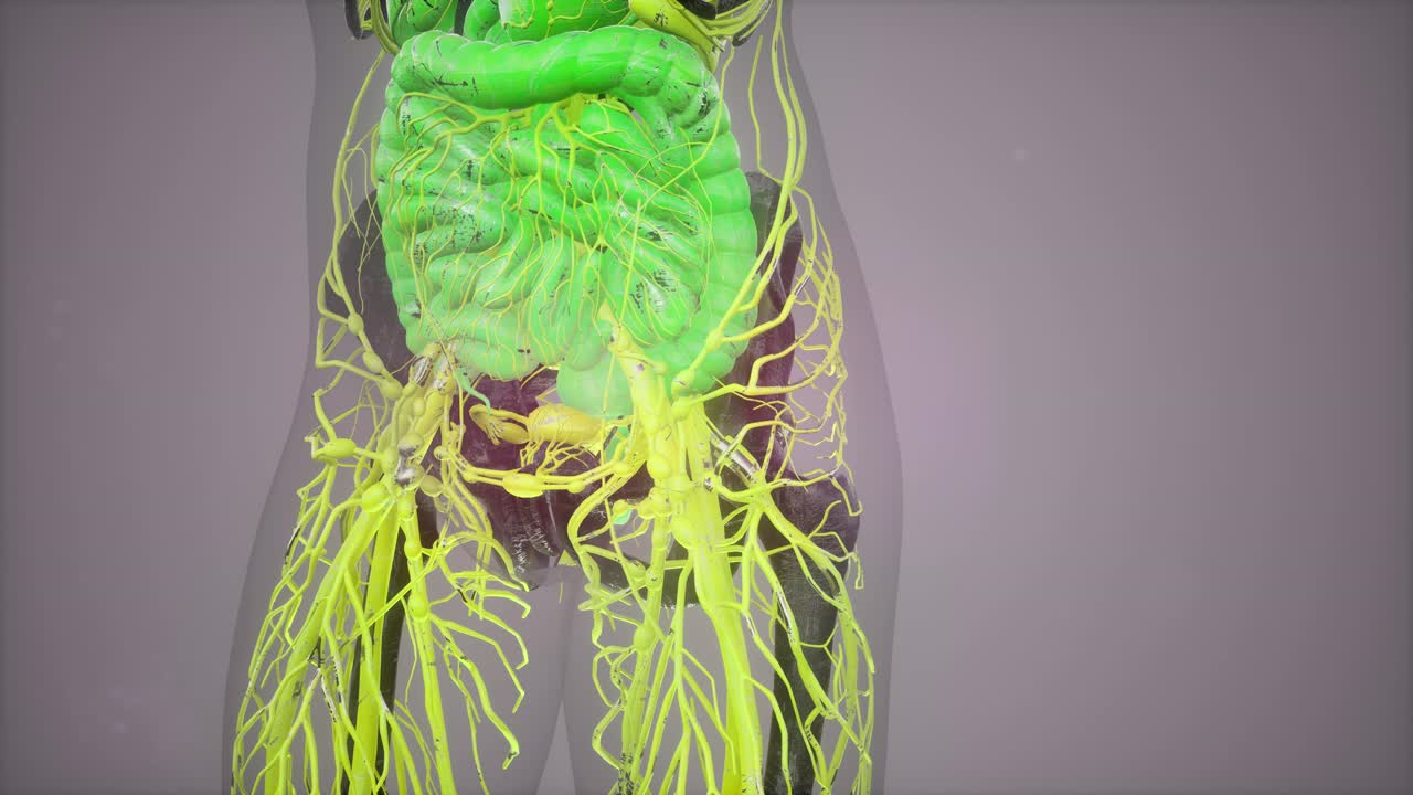 ilustración del modelo del cuerpo humano