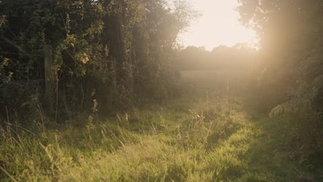 La-Luz-Dorada-Parpadea-En-Este-Hermoso-Día-De-Verano-En-Inglaterra