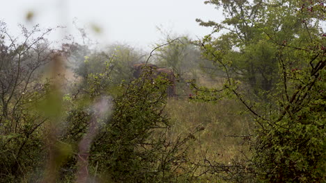 Europäischer-Bison-Bonasus-Ernährt-Sich-Von-Blättern-In-Einem-Buschigen-Feld,-Nebel,-Tschechien