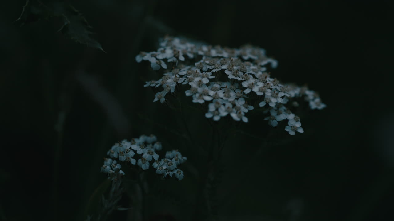 Common Yarrow in field at dusk, marco shot of plant with white flowers in meadow