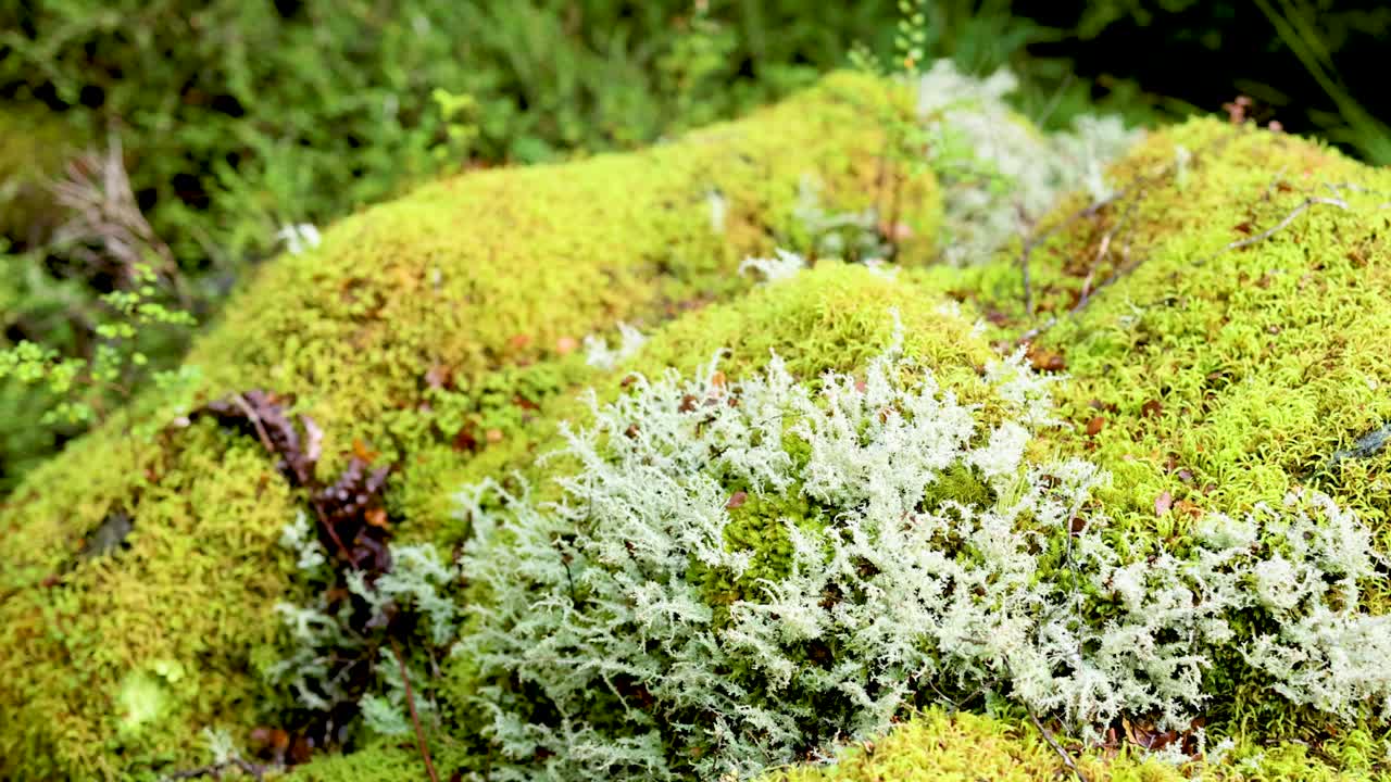 Vibrant green moss and lichen cover forest floor in Kinloch, New Zealand. Soft natural lighting enhances the serene, untouched landscape