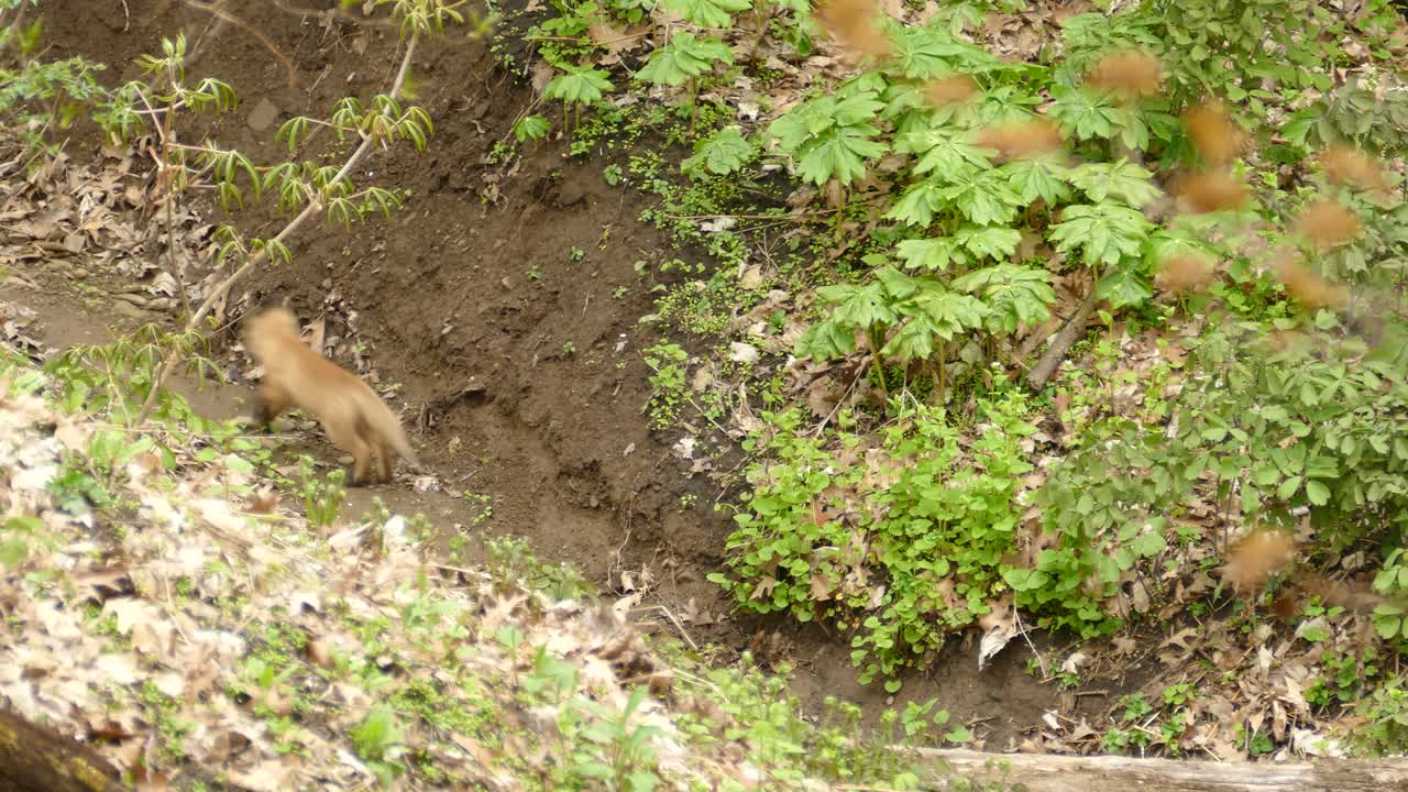 Un piccolo cucciolo di volpe rossa si muove rapidamente lungo un canalone fangoso attraverso il sottobosco della foresta.