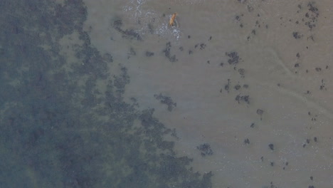 Aerial-of-dog-running-on-beach-in-South-Africa