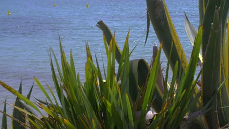 mediterranean plants close to the sea