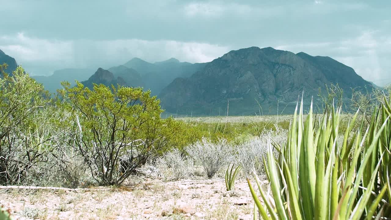 Big Bend National Park (panning shot): The Texas desert skyline reveals dark clouds over rugged mountains, steady rain falling, and cacti swaying in the wind, showcasing nature's dramatic beauty.