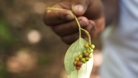 Black-hand-holding-twig-with-ripening-black-pepper-seeds,-close-up