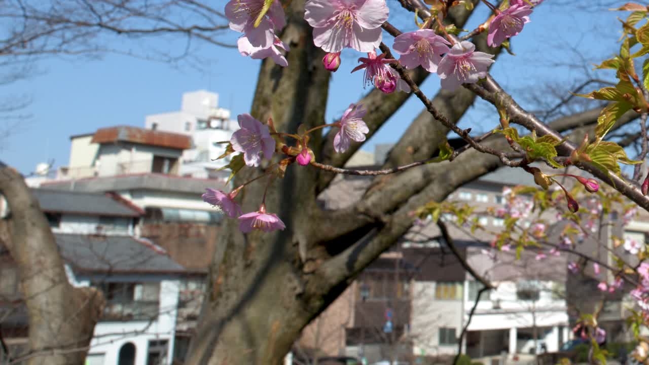 Primo piano di fiori di sakura rosa che ondeggiano sui rami contro uno sfondo di cielo azzurro limpido.