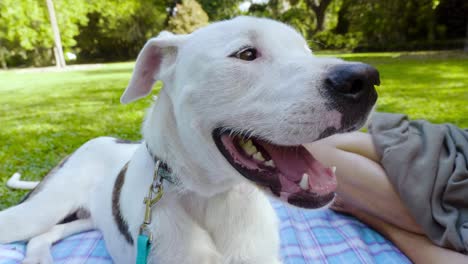 White-dog-relax-on-public-park-during-family-picnic