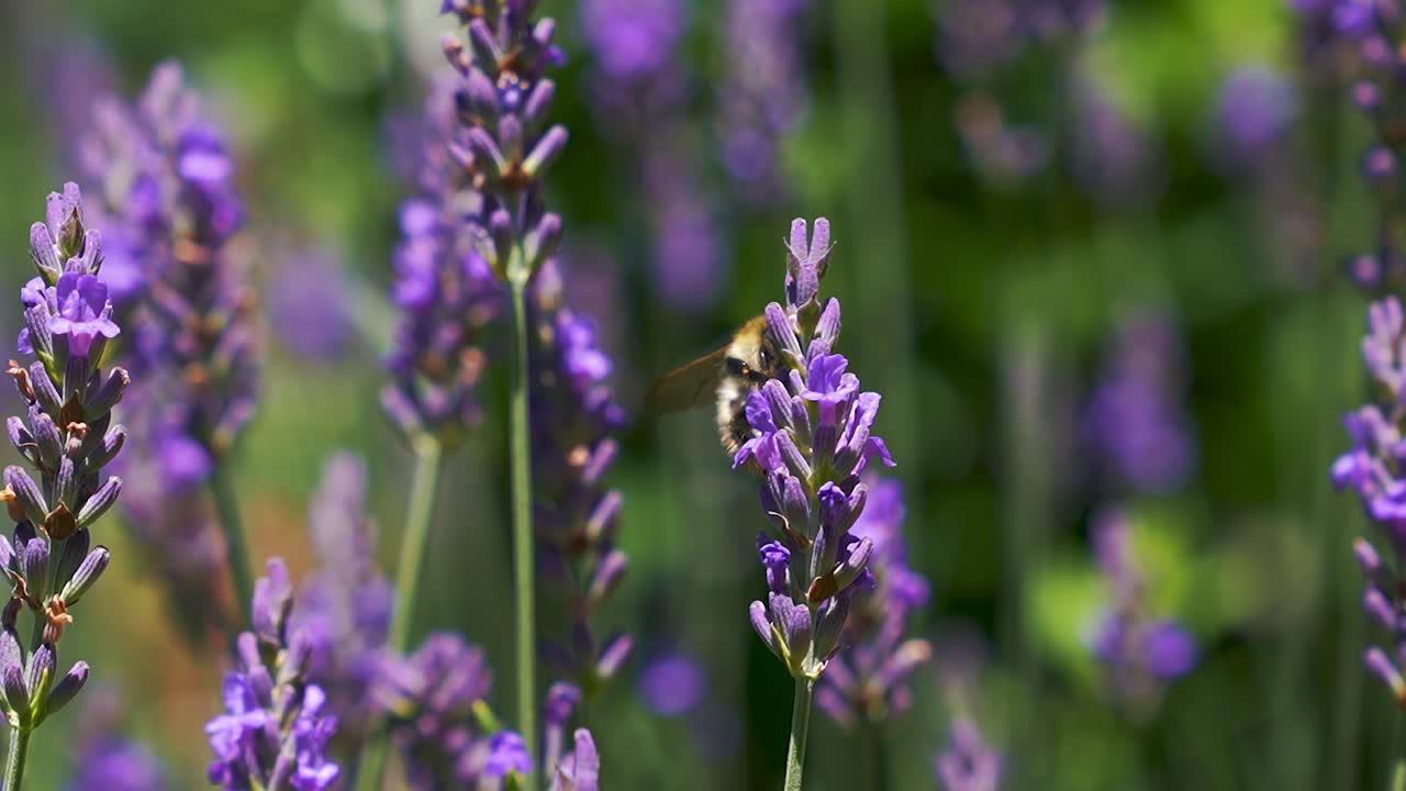 Un bombo che vola tra splendidi fiori di lavanda in fiore con sfondo sfocato bokeh