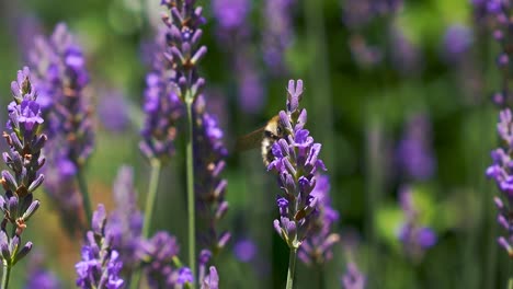 abejorro de abeja melífera volando a través de hermosas flores de lavanda con fondo borroso bokeh