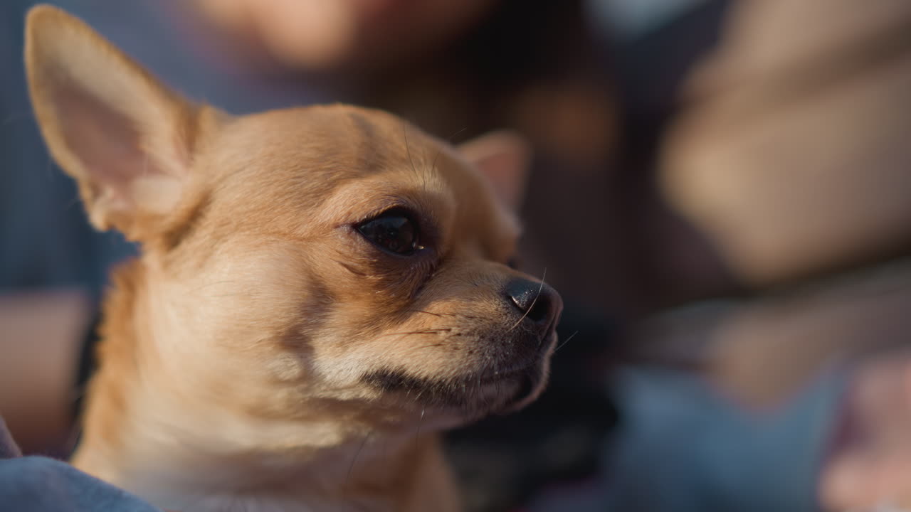 detalle de retrato de perro, chihuahua íntimo con orejas alertas, primer plano de chihuahua reflexivo con ojos brillantes, toma detallada de chihuahua pensativo con ojos brillantes y reflejos suaves en el pelaje