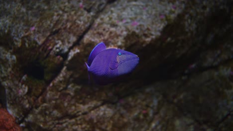 Rotzahn-Drückerfisch-Oder-Blauer-Drückerfisch-In-Der-Nähe-Des-Korallenriffs---Tracking