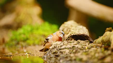 Gewöhnlicher-Buchfink-In-Friesland,-Niederlande,-Pickt-Und-Frisst-In-Einer-Sonnigen-Waldbodentasche-Am-Wasser